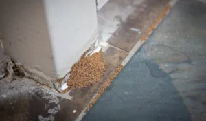 Close-up view of termite droppings resembling granular sand or sawdust piled near damaged baseboard trim indoors.